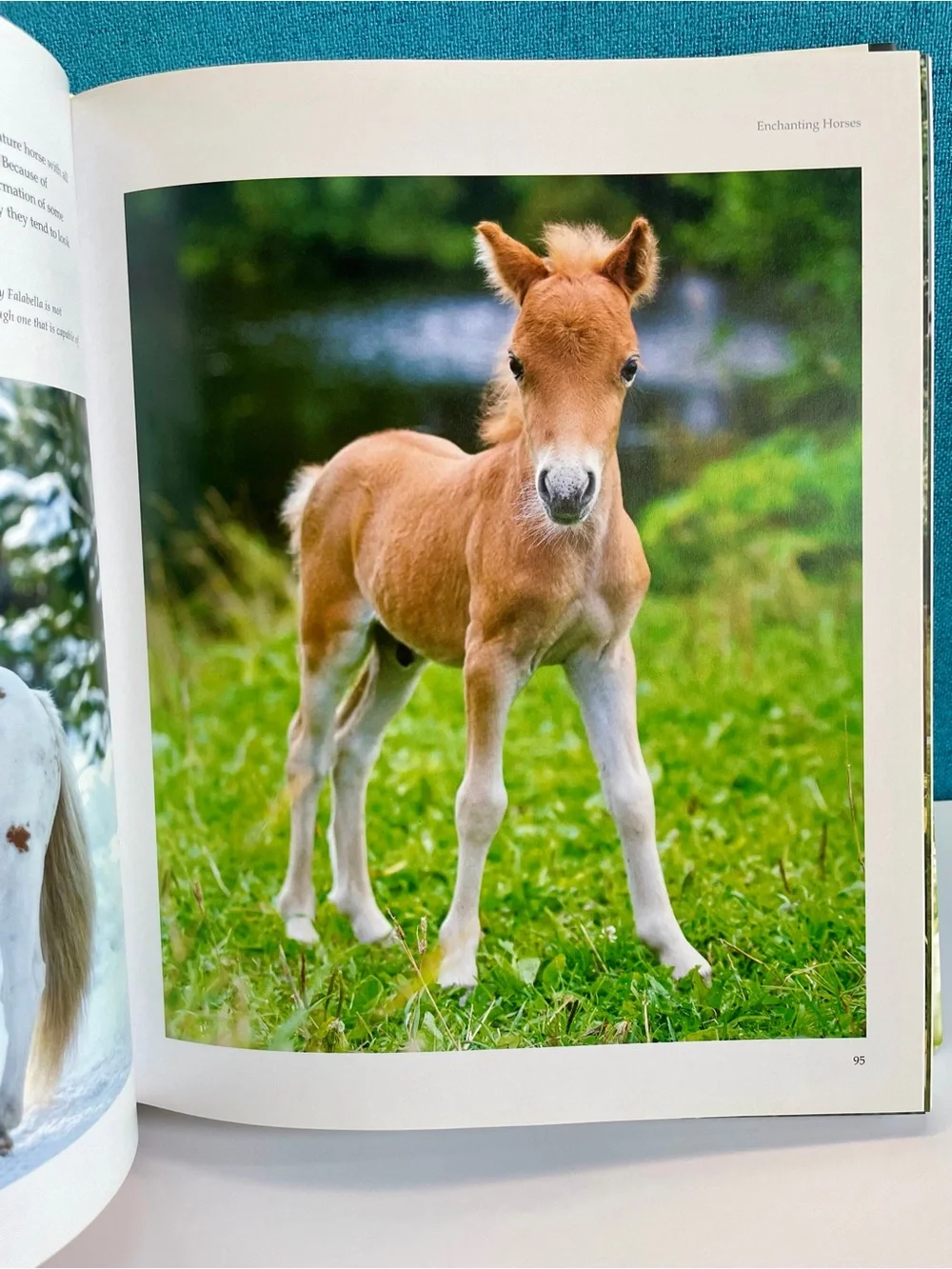 Enchanting Horses by Jennifer Anderson Hardcover book